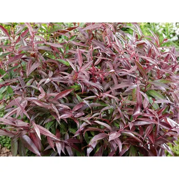 Sazenice Leucotoe 'Burning Love' Balení: kontejner p23