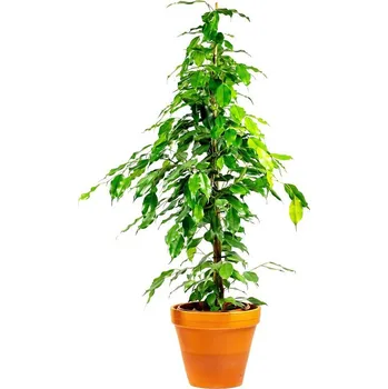 Gardners Ficus benjamina Danielle, průměr 21 cm Fíkovník drobnolistý