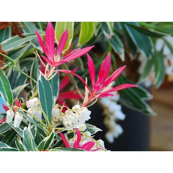 Sazenice Pieris 'Flaming Silver' Balení: kontejner p17