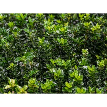 Sazenice Brslen japonský 'Jean Hugues' Balení: kontejner p13