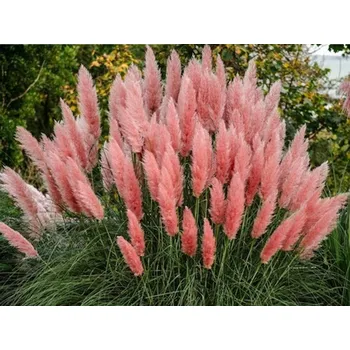 Sazenice Pampová tráva 'Rosea' - Cortaderia selloana 'Rosea' Balení: kontejner p23