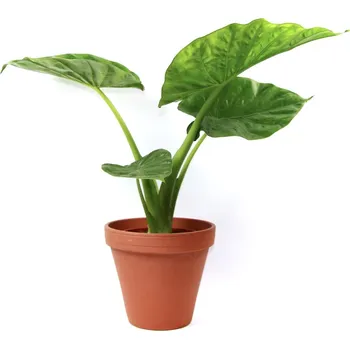 Bytová dekorace Gardners Alocasia Macrorrhiza, průměr 17 cm Alokásie, Alokázie