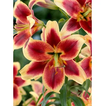 Semeno Lilie 'Red Morning' 1 ks