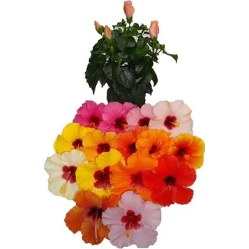 Sazenice Ibišek Hibiscus mix barev v květináči 14 cm