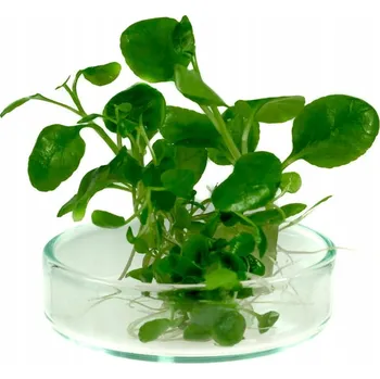 Dekorace do akvária Lobelia Cardinalis In Vitro 2ks Dekorativní Rostlina do Akvária