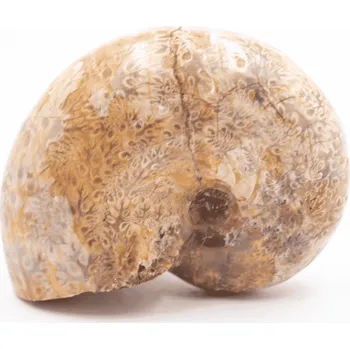 Milujeme Kameny Amonit - zkamenělina AT105 564966