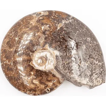 Milujeme Kameny Amonit - zkamenělina AT106 564967