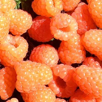 Sazenice MALINÍK ´VALENTINA´ XL kont. 2L