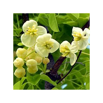 Cukrovinka Akebie pětičetná ´Alba´ ´ČOKOLÁDOVÉ VÍNO´ (Akebia quinata ´Alba´)