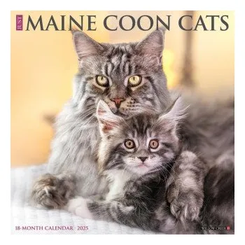 Kalendář Maine Coon Cats 2026 12 X 12 Wall Calendar (Brožovaná)