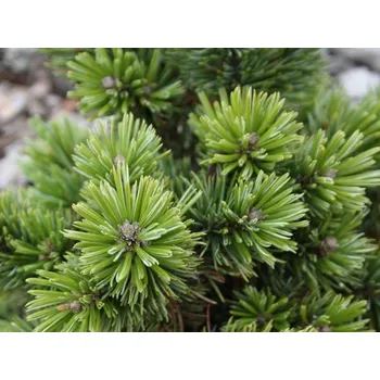 Sazenice Borovice kleč 'Sherwood Compact' Balení: kontejner C5, Tvar: roubováno na kmínku, 80-90 cm, průměr koruny 10-20 cm