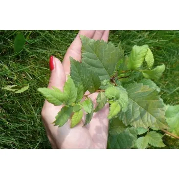 Sazenice Jilm sibiřský - balení po 100 ks pro živý plot 20-40 cm QP60