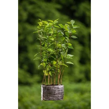 Sazenice Habr obecný - balení po 100 ks pro živý plot 36-50 cm QP60