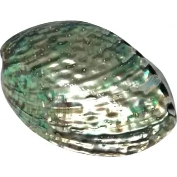 Exkluzivní mušle Paua-Abalone 12 cm, Nový Zéland