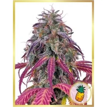 Semeno Mr. Hide Seeds - Mr. Tropicanna Hide 1 ks