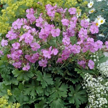 Sazenice levandule-online.cz Kakost 'Karmina' - Geranium x cantabrigiense 'Karmina'