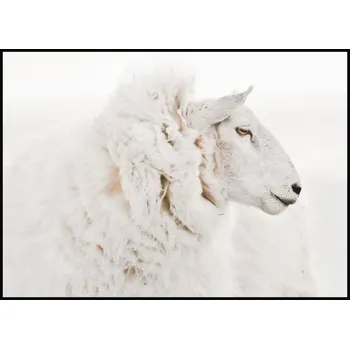 Plakát Jen tak z lásky Plakát Ovce Rozměr plakátu: 50 x 70 cm, Orientace plakátu: Na šířku