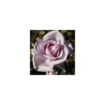 Sazenice Rosa hybr. (CH) Mainzer Fastnacht (syn. Blue Moon, Sissi) 20/30 cm