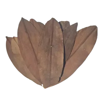 Příroda Mangrovové Listy (Rhizophora) (20g 15-20ks)