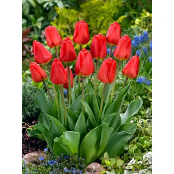 Semeno Tulipán 'Oxford' 5 ks