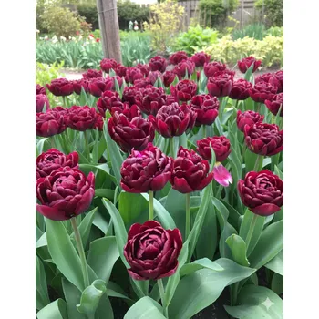 Semeno Tulipán 'Canyon' 5 ks