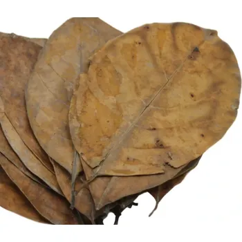 Akvárium Jackfruit (Chlebovník různolistý) (20g 15-20ks)