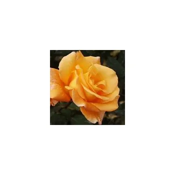 Sazenice Rosa hybr. (CH) Whisky 20/30 cm