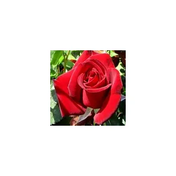 Sazenice Rosa hybr. (CH) Schwarze Madona 20/30 cm