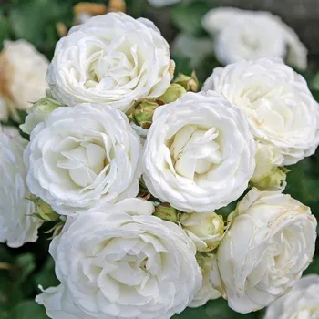 Sazenice Rosa hybr. (P) Schneeküsschen 20/30cm