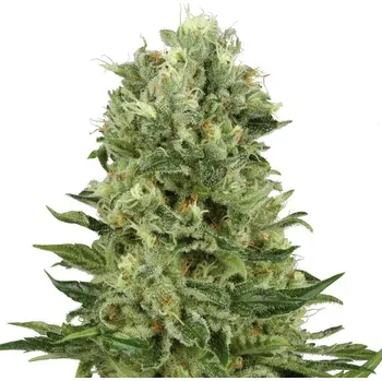 Semeno White Label - Skunk #1 Automatic 3 ks