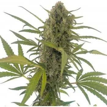 Semeno Élite Seeds - Gorilla Snow Ultra CBD 3 ks