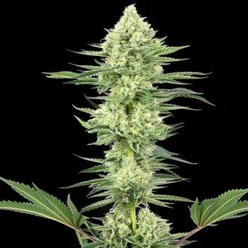 Semeno White Label - White Gorilla Haze 10 ks