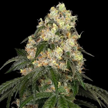 Semeno White Label - White Biscotti OG XXL 3 ks