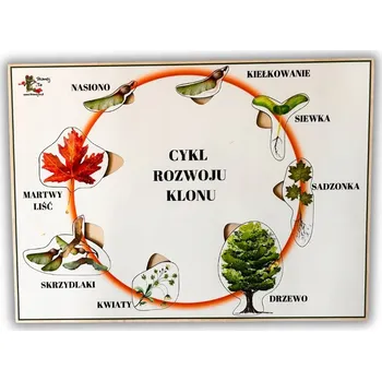 Dřevěná hračka Vývojový cyklus javoru, dřevěné puzzle