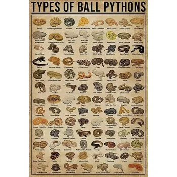 Obraz Cedule Types of Ball Pythons
