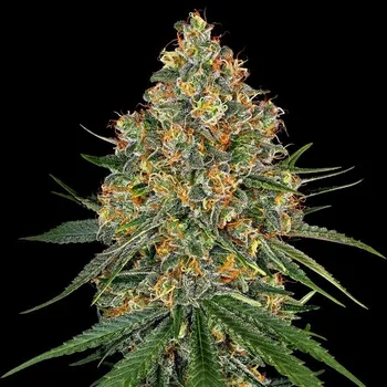 Semeno White Label - White Cheese 3 ks