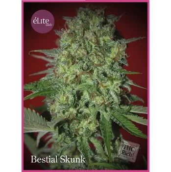 Semeno Élite Seeds - Bestial Skunk 7 ks