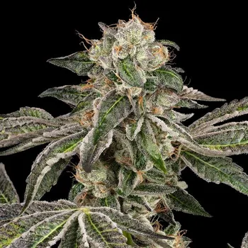 Semeno White Label - Runtz Auto 3 ks