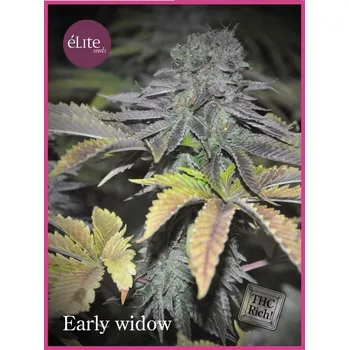 Semeno Élite Seeds - Early Widow 3 ks