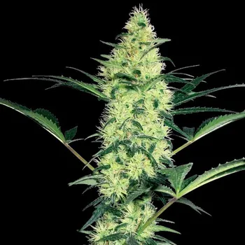 Semeno White Label - White Diesel 10 ks