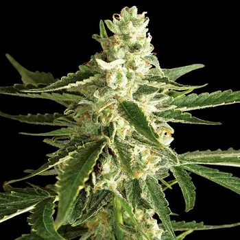 Semeno White Label - White Diesel Haze Automatic 3 ks
