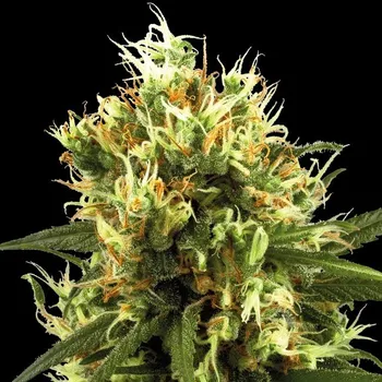 Semeno White Label - White Haze Automatic 3 ks