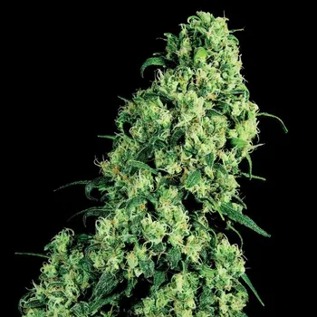 Semeno White Label - Skunk #1 10 ks