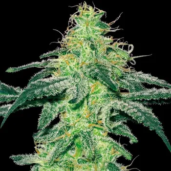 Semeno White Label - White Skunk regular 10 ks