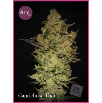Semeno Élite Seeds - Caprichosa Thai 3 ks
