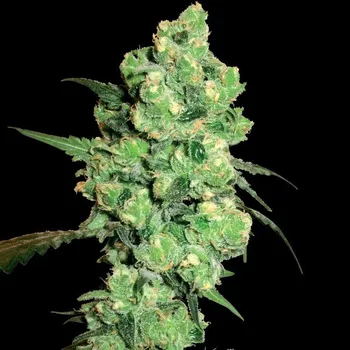 Semeno White Label - Super Skunk 3 ks