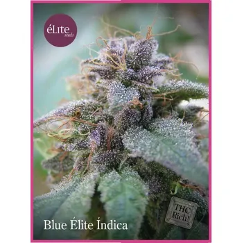 Semeno Élite Seeds - Blue Élite Índica 7 ks