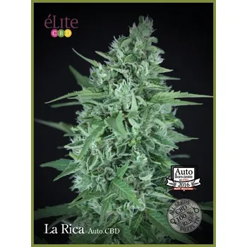 Semeno Élite Seeds - La Rica Auto CBD 3 ks