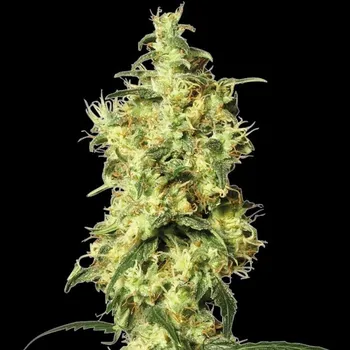 Semeno White Label - White Widow Automatic 3 ks