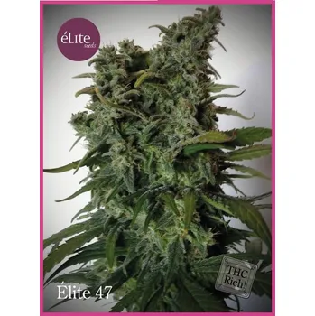 Semeno Élite Seeds - Élite 47 3 ks